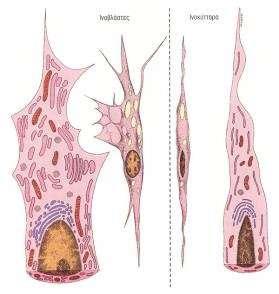 Ινοβλάστες και ινοκύτταρα H ινοβλάστη αποτελεί το μόνο κυτταρικό τύπο
