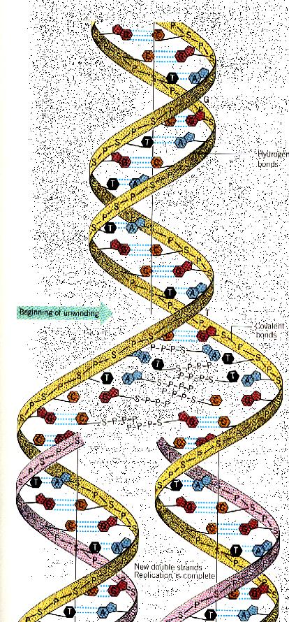 i). Αντιγραφή του DNA Αρχή ξετυλίγματος Συμπληρωματική