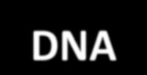 ii). Μεταγραφή του DNA Απαραίτητα ένζυμα για την μεταγραφή. RNA πολυμεράση.