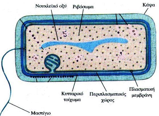 προκαρυωτικών