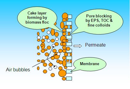 Επίδραση των EPS στην έμφραξη των μεμβρανών Τα EPS αποτελούν το πιο βασικό συστατικό της ενεργού ιλύος, που προκαλεί έμφραξη στις μεμβράνες στα συστήματα βιοαντιδραστήρων
