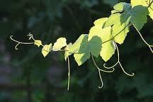 Τα φύλλα αποτελούν τα κύρια όργανα για την φωτοσύνθεση του φυτού και την βιοσύνθεση των ουσιών που είναι απαραίτητες για την θρέψη όλων των οργάνων του.