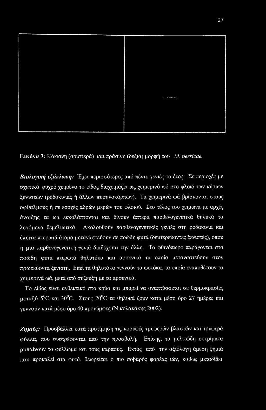 Ακολουθούν παρθενογενετικές γενιές στη ροδακινιά και έπειτα πτερωτά άτομα μεταναστεύουν σε ποώδη φυτά (δευτερεύοντες ξενιστές), όπου η μια παρθενογενετική γενιά διαδέχεται την άλλη.