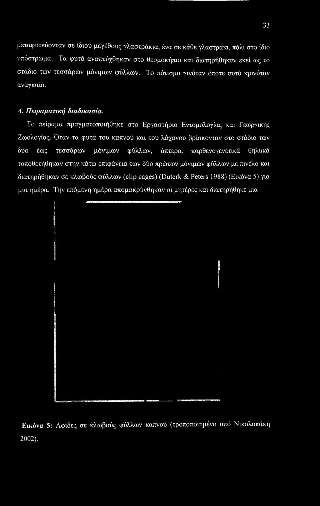 Όταν τα φυτά του καπνού και του λάχανου βρίσκονταν στο στάδιο των δύο έως τεσσάρων μόνιμων φύλλων, άπτερα, παρθενογενετικά θηλυκά