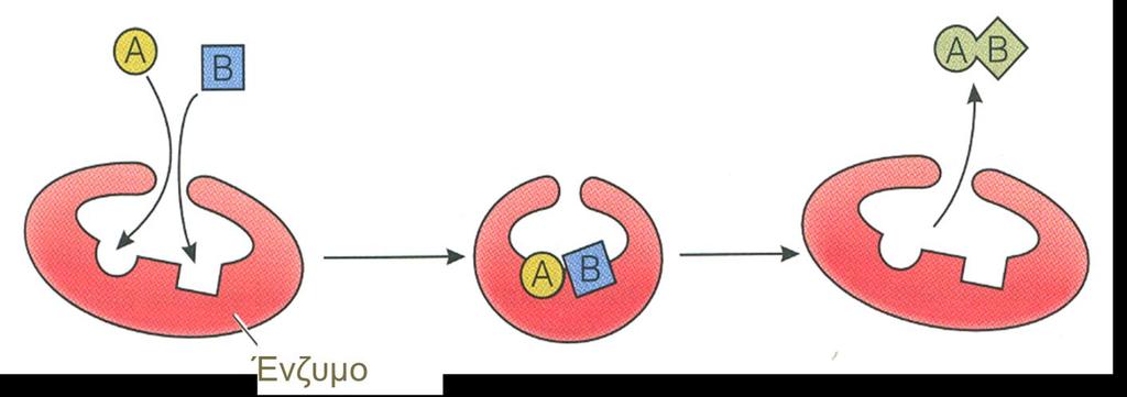 Η ΛΕΙΤΟΥΡΓΙΑ ΕΝΟΣ ΕΝΖΥΜΟΥ Δύο ουσίες Α και Β έλκονται στην ενεργή περιοχήτου ενζύμου, κάνοντας δυνατή μία αντίδραση Το ένζυμο δημιουργεί μία σύνδεση με τις Α και Β