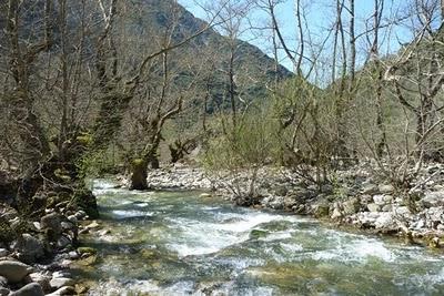 Θεματικοί Κήποι Βιότοπος Βιότοποι με δέντρα που συγκρατούν νερό Το δάσος