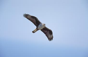 Σπιζαετός (Hieraaetus fasciatus):