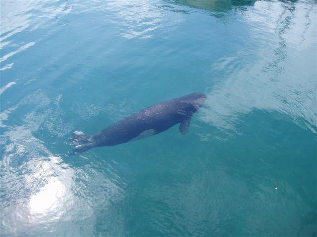 Μεσογειακή φώκια Monachus monachus (ανώτερος καταναλωτής ο οποίος