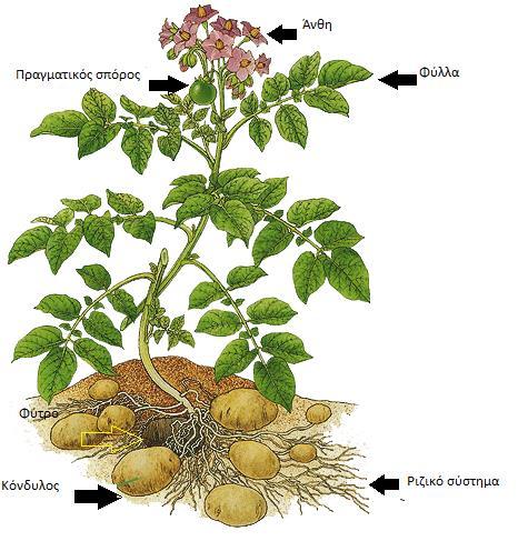 3.3. ΚΑΛΛΙΕΡΓΕΙΑ ΠΑΤΑΤΑΣ Η πατάτα (επιστ. Solanum tuberosum), γνωστή και ως «γεώμηλο», είναι ένα είδος φυτού που ανήκει στην οικογένεια των Σολανιδών και παράγεται για τους κονδύλους της (Εικόνα 3.4).