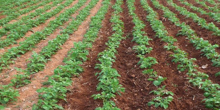 3.3.2. Απαιτήσεις σε έδαφος Η καλλιέργεια της πατάτας για να αναπτυχθεί ορθά χρειάζεται γόνιμο έδαφος, καλό αερισμό και στράγγιση και επαρκές ποσοστό οργανικών ουσιών.