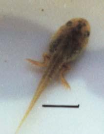 Εικόνα 64. Γυρίνος R. epeirotica στο στάδιο 40. Κλίµακα = 12 mm. Figure 64.