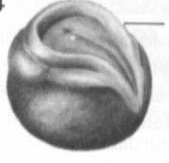 Embryo at stage 12. 13 (νευρικός δίσκος) ιάµετρος: 1,80±0,01 mm. Παρατηρούµε µια πάχυνση στο εξώδερµα του αυγού.