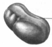 Figure 41. Embryo at stage 15. 16 (νευρίδιονευρικός σωλήνας) Μήκος: 2,5±0,00 mm.