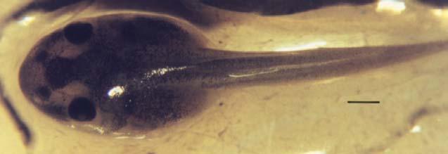 Figure 49. Mouth of tadpole R. epeirotica at stage 23. Bar = 0.15 mm.