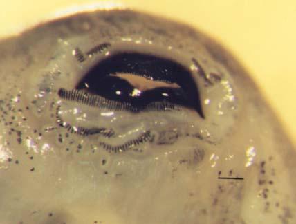 Εικόνα 55. Στόµα γυρίνου R. epeirotica στο στάδιο 30. Κλίµακα = 0,3 mm. Figure 55. Mouth of tadpole R. epeirotica at stage 30. Bar = 0.3 mm. 29 31 (εµφάνιση Ολικό µήκος: 32,6±5 mm (σώµα: 12.