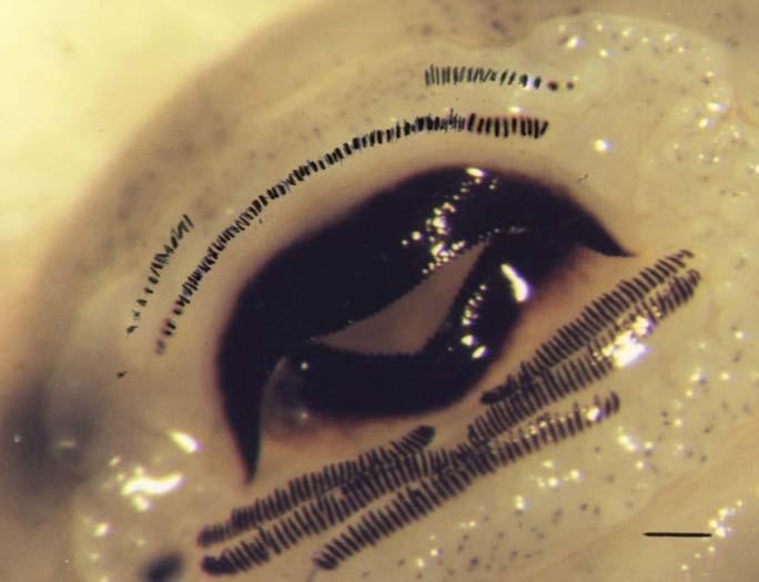 40 36 (εµφάνιση Εικόνα 59. Στοµατικά µόρια γυρίνου R. epeirotica στο στάδιο 35. Κλίµακα = 0,25 mm. Figure 59. Mouth of tadpole R.