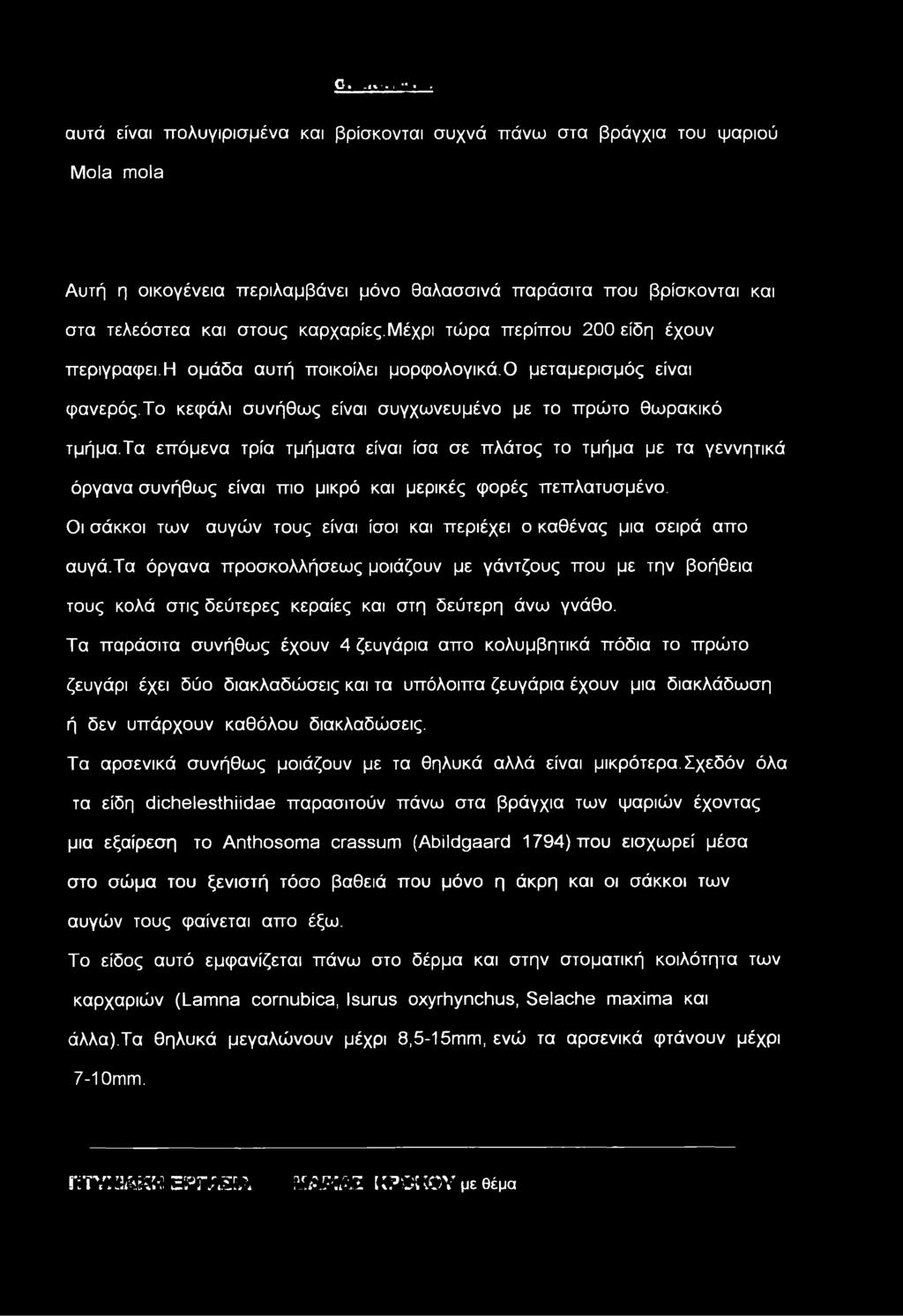 τα επόμενα τρία τμήματα είναι ίσα σε πλάτος το τμήμα με τα γεννητικά όργανα συνήθως είναι πιο μικρό και μερικές φορές πεπλατυσμένο.