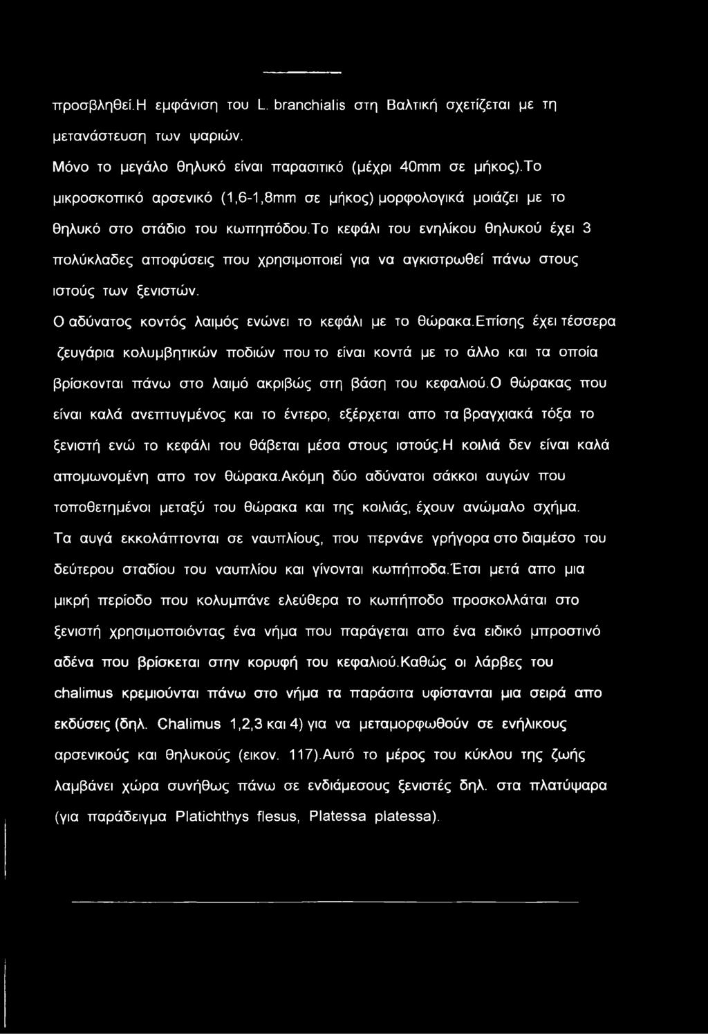 το κεφάλι του ενηλίκου θηλυκού έχει 3 πολύκλαδες αποφύσεις που χρησιμοποιεί για να αγκιστρωθεί πάνω στους ιστούς των ξενιστών. Ο αδύνατος κοντός λαιμός ενώνει το κεφάλι με το θώρακα.