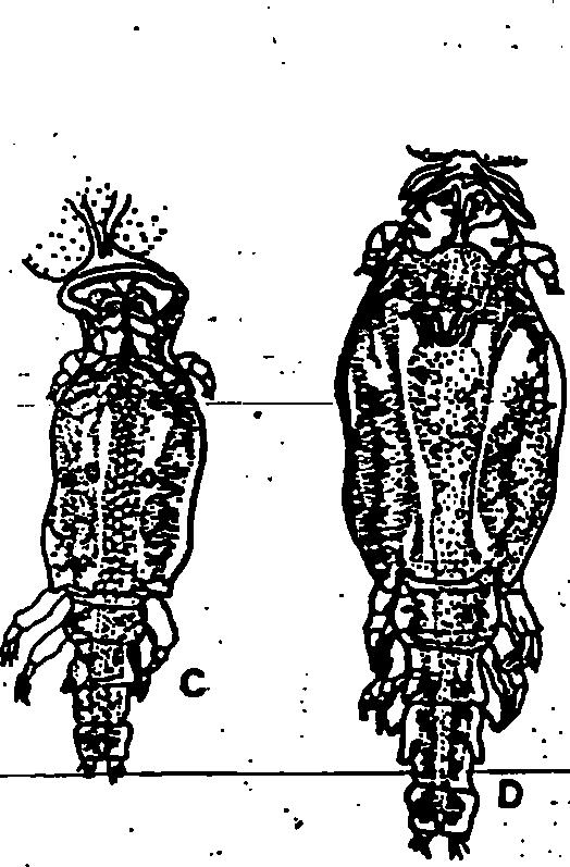 I! I ;? ί ;.?., ν. Εικον. 117.
