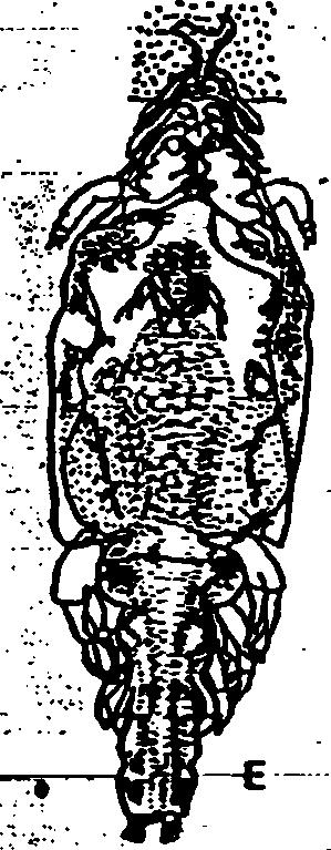 δγθηοιιίβιίε (σύμφωνα με τον βρτοβίοη, 1942).