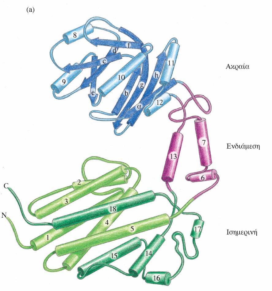 Κεφάλαιο 6 Αναδίπλωση και ρόλος Μοριακών Σαπερόνων Εικόνα 6.12 (a) Σχηματικό διάγραμμα μιας υπομονάδας της GroEL. Η πολυπεπτιδική αλυσίδα αναδιπλώνεται σε τρεις επικράτειες.