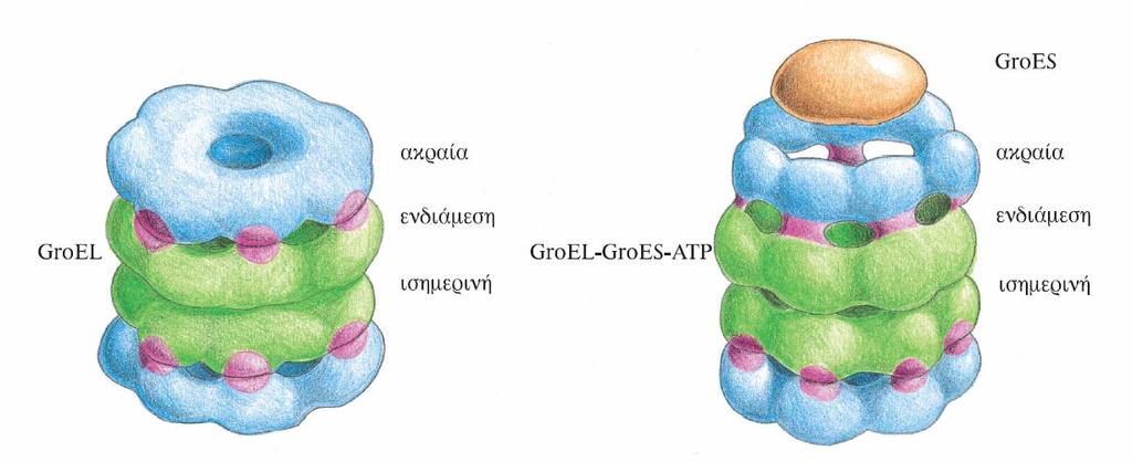 Κεφάλαιο 6 Αναδίπλωση και ρόλος Μοριακών Σαπερόνων Εικόνα 6.13 Μοντέλα του μορίου GroEL σε δύο διαφορετικές λειτουργικές καταστάσεις.