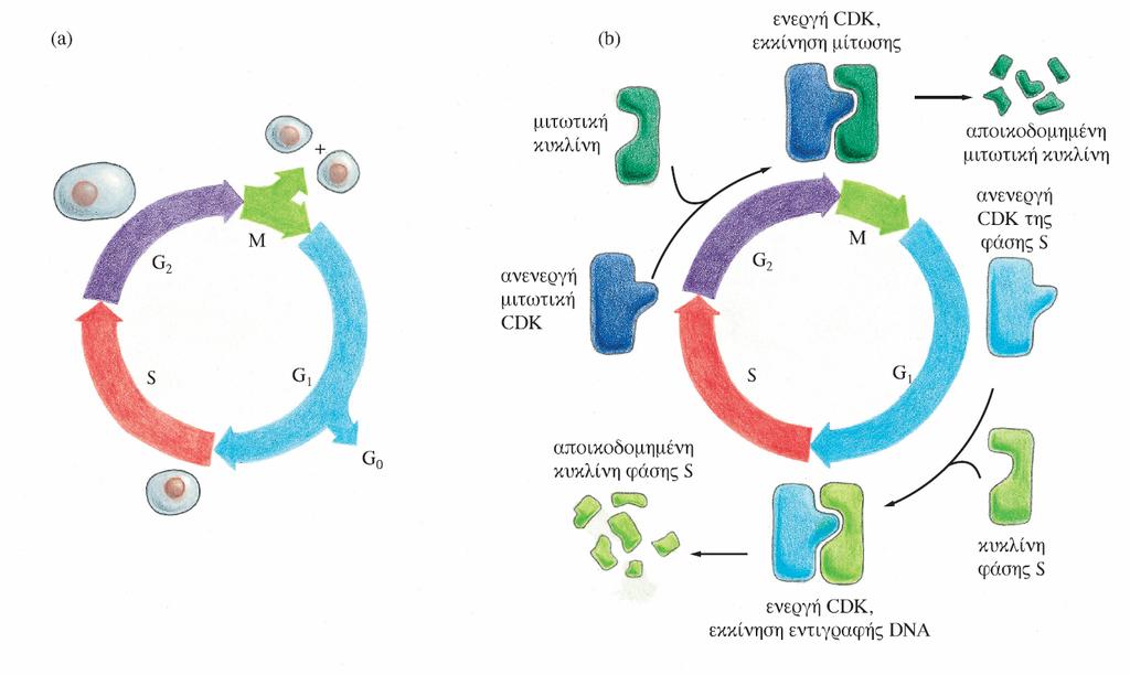 Κεφάλαιο 6 ΚυτταρικόςκύκλοςκαιαλλαγέςστηνδιαμόρφωσηΚινασών Εικόνα 6.16 (a) Οι πέντε φάσεις ενός τυπικού ευκαρυωτικού κυτταρικού κύκλου.