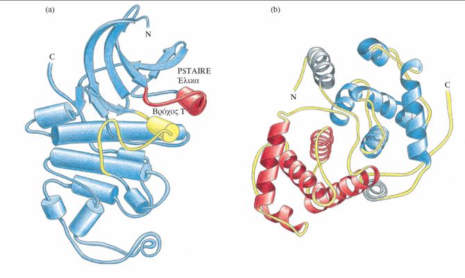 Κεφάλαιο 6 ΚυτταρικόςκύκλοςκαιαλλαγέςστηνδιαμόρφωσηΚινασών Εικόνα 6.17 (a) Σχηματικό διάγραμμα της δομής της κυκλινο-εξαρτώμενης κινάσης CDK2. Το μόριο αναδιπλώνεται σε δύο επικράτειες.