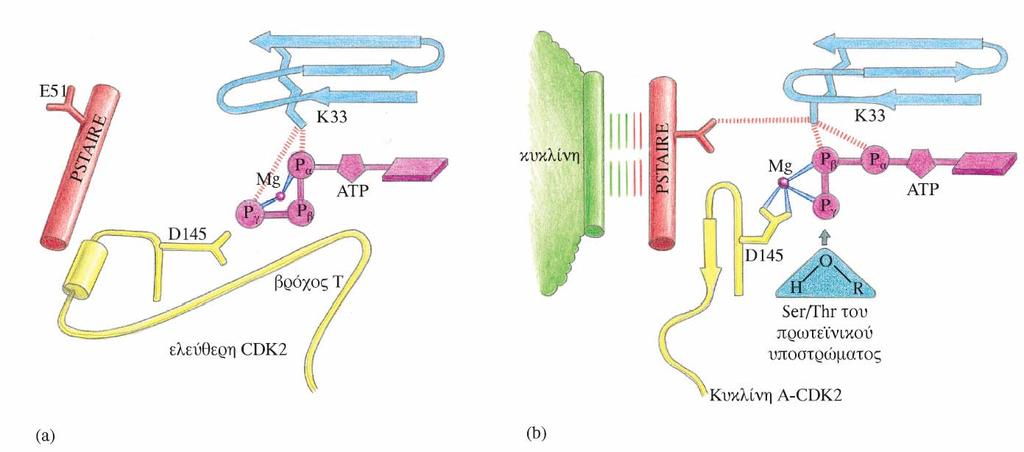 Κεφάλαιο 6 ΚυτταρικόςκύκλοςκαιαλλαγέςστηνδιαμόρφωσηΚινασών Εικόνα 6.19 Σχηματικό διάγραμμα που δείχνει τις αλλαγές στη διαμόρφωσης της CDK2 κατά την πρόσδεση κυκλίνης.