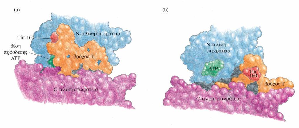 Κεφάλαιο 6 ΚυτταρικόςκύκλοςκαιαλλαγέςστηνδιαμόρφωσηΚινασών Εικόνα 6.20 Χωροπληρωτικό διάγραμμα στο οποίο απεικονίζονται οι δομικές αλλαγές που υφίσταται το CDK2 κατά τη δέσμευση της κυκλίνης.