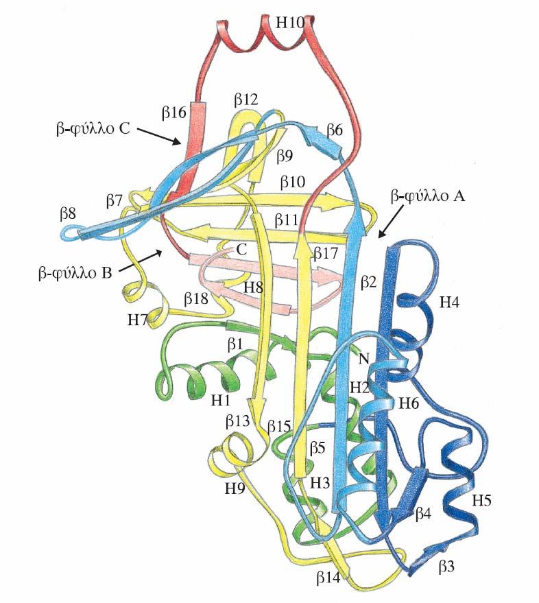 Κεφάλαιο 6 Ευκαμψία και Αναδίπλωση Εικόνα 6.22 Σχηματικό διάγραμμα της δομής της οβαλβουμίνης στο οποίο φαίνεται το μοτίβο αναδίπλωσης σερπίνης (serpin fold).