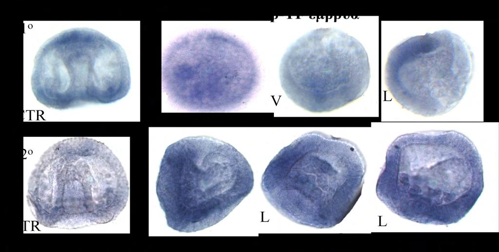 Η έκφραση του γονιδίου sip1 αρχίζει από το στάδιο του αυγού και εντοπίζεται και στο στάδιο των 16 κυττάρων.