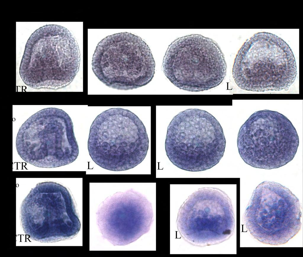 Ανίχνευση της έκφρασης του γονιδίου gsc σε έμβρυα που έχει κατασταλεί ο Coup-TF Για να ανιχνευθεί η έκφραση του γονιδίου gsc σε έμβρυα που έχει κατασταλεί ο Coup-TF, πραγματοποιήθηκαν in situ