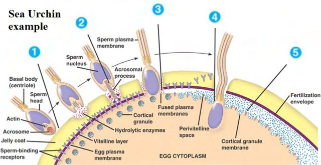 Η Εμβρυογένεση στον αχινό Ο αχινός αποτελεί εξαιρετικά σημαντικό οργανισμό μελέτης των τρόπων με τους οποίους τα γονίδια διαμορφώνουν το έμβρυο.