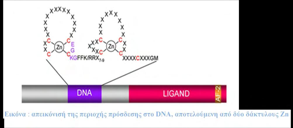 Η C domain είναι η περιοχή πρόσδεσης στο DNA (DNA Binding Domain - DBD) και η πιο συντηρημένη περιοχή μεταξύ των μελών της υπεροικογένειας πράγμα που μπορεί να μεταφραστεί ως κοινή ανάγκη για