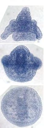 Αντινοηµατικό Νοηµατικό Αυγό 16 κύτταρα Φυτ. Πλ. Βλαστίδιο Γαστρίδιο Στόµα Βλ.