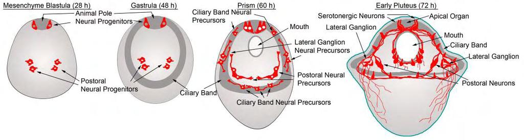 Διαφοροποιημένο νευρικό σύστημα στην προνύμφη του αχινού Στο τέλος της εμβρυογένεσης το νευρικό σύστημα του σταδίου πρώιμου πλουτέα στον αχινό συμπεριλαμβάνει ένα ακραίο γάγγλιο στην κορυφιαία πλάκα