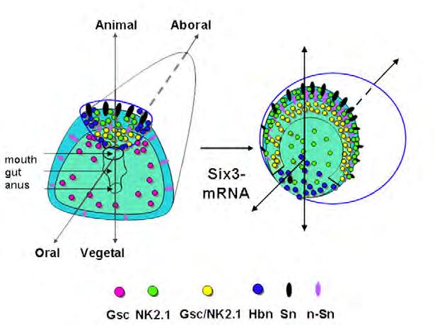 Εικόνα 26: Διάγραμματική απεικόνιση της διανομής των APD τύπου κυττάρων σε κανονικά και σε SIX3 misexressed έμβρυα(wei et al., 2009b).