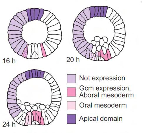 Εικόνα 36: Απεικόνιση της έκφρασης του γονιδίου not Συμπερασματικά, ο μεταγραφικός παράγοντας Not: Παίζει σημαντικό ρόλο στην στον καθορισμό των ορίων του στοματικού εξωδέρματος και της βλαφαριδωτής