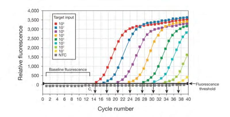Βήμα 3 ο : Τέλος Αποθηκεύεται στους -20 ο C. Πραγματικού χρόνου PCR (QPCR) Real-time polymerase chain reaction Η Real time PCR είναι μία τεχνική που βασίζεται στην αλυσιδωτή αντίδραση πολυμεράσης.