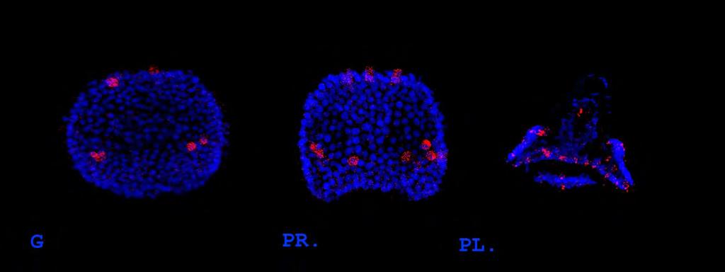 44). Εικόνα 44: Ιστοειδικό πρότυπο έκφρασης του γονιδίου SynB στον αχινό Paracentrotus lividus, Egg: αυγό, 16c: 16 κύτταρα, BL: βλαστίδιο, G: γαστρίδιο, PR: πρίσμα, PL:πλουτέας Η έκφραση του γονιδίου