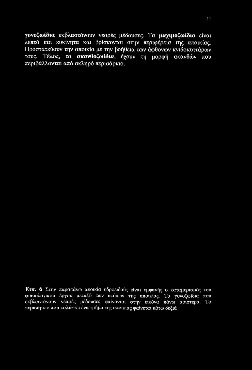 Προστατεύουν την αποικία με την βοήθεια των άφθονων κνιδοκυττάρων τους.