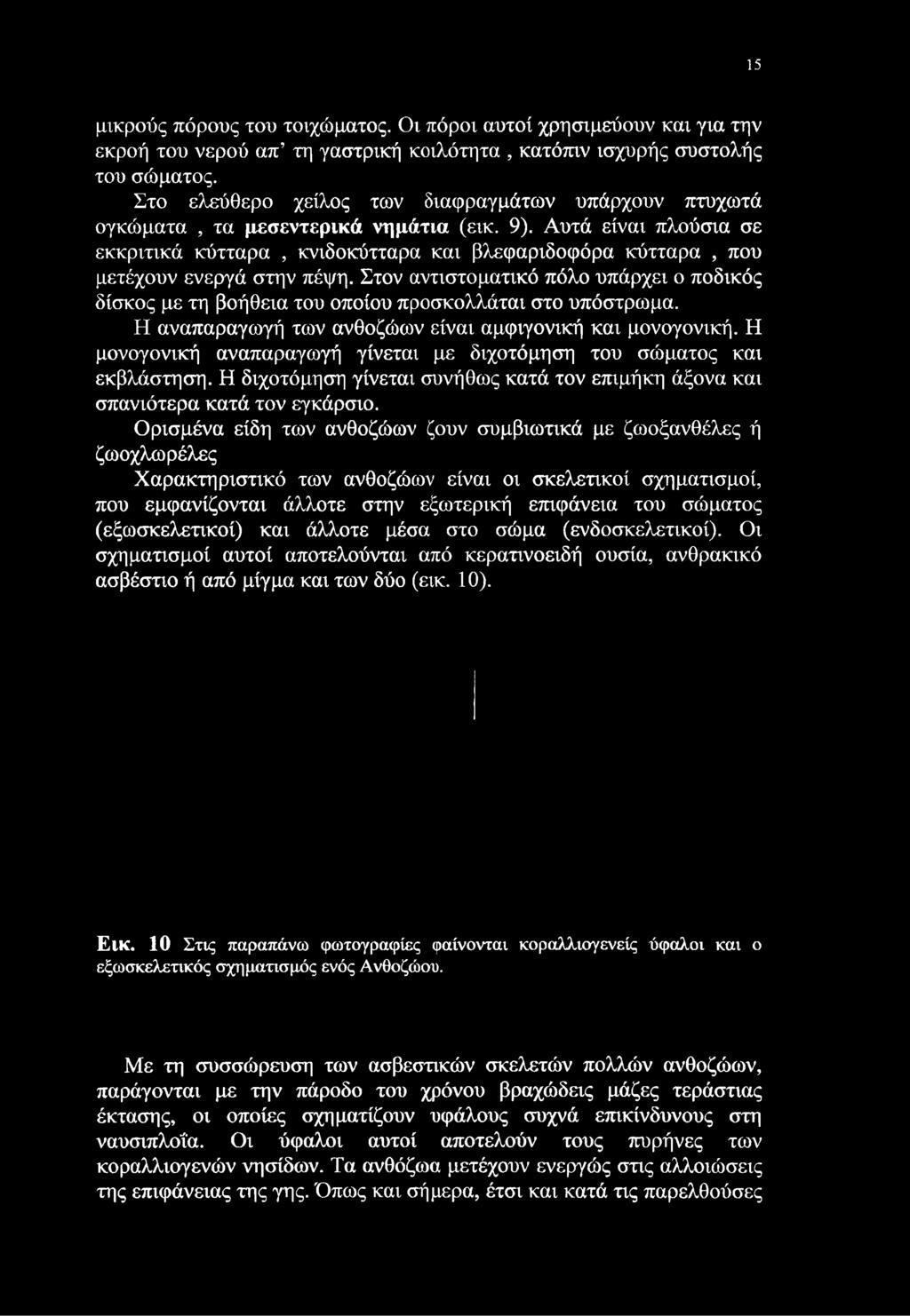 Αυτά είναι πλούσια σε εκκριτικά κύτταρα, κνιδοκύτταρα και βλεφαριδοφόρα κύτταρα, που μετέχουν ενεργά στην πέψη.