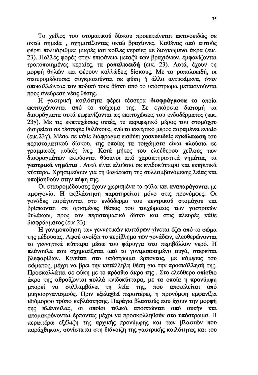Το χείλος του στοματικού δίσκου προεκτείνεται ακτινοειδώς σε οκτώ σημεία, σχηματίζοντας οκτώ βραχίονες. Καθένας από αυτούς φέρει πολυάριθμες μικρές και κοίλες κεραίες με διογκωμένα άκρα (εικ. 23).