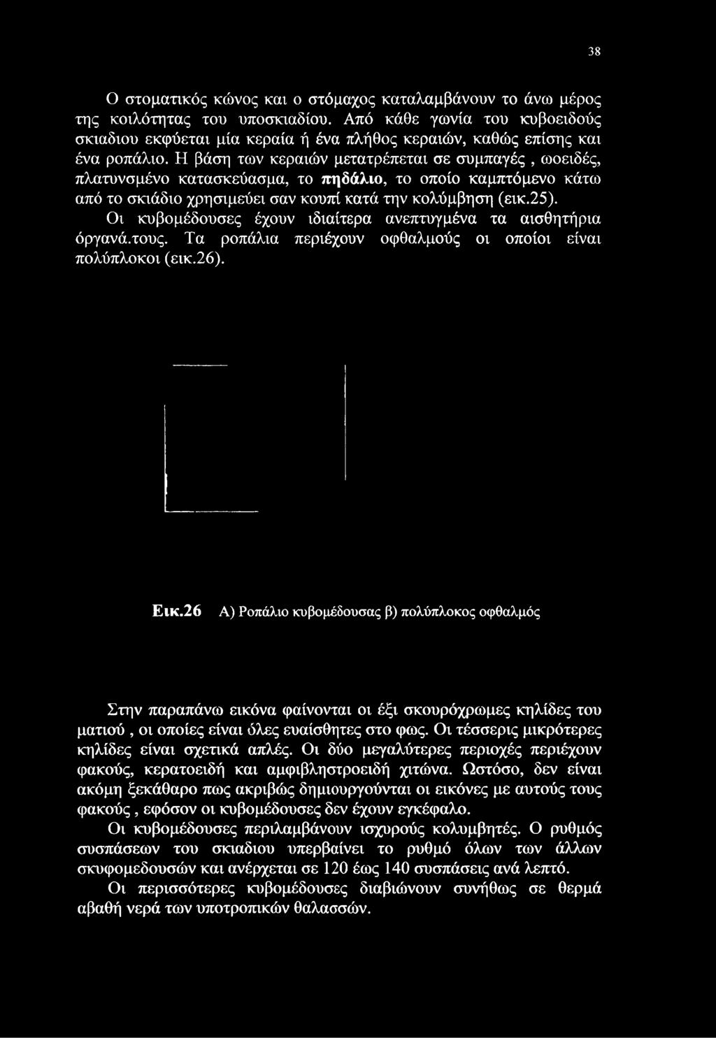 Η βάση των κεραιών μετατρέπεται σε συμπαγές, ωοειδές, πλατυνσμένο κατασκεύασμα, το πηδάλιο, το οποίο καμπτόμενο κάτω από το σκιάδιο χρησιμεύει σαν κουπί κατά την κολύμβηση (εικ.25).