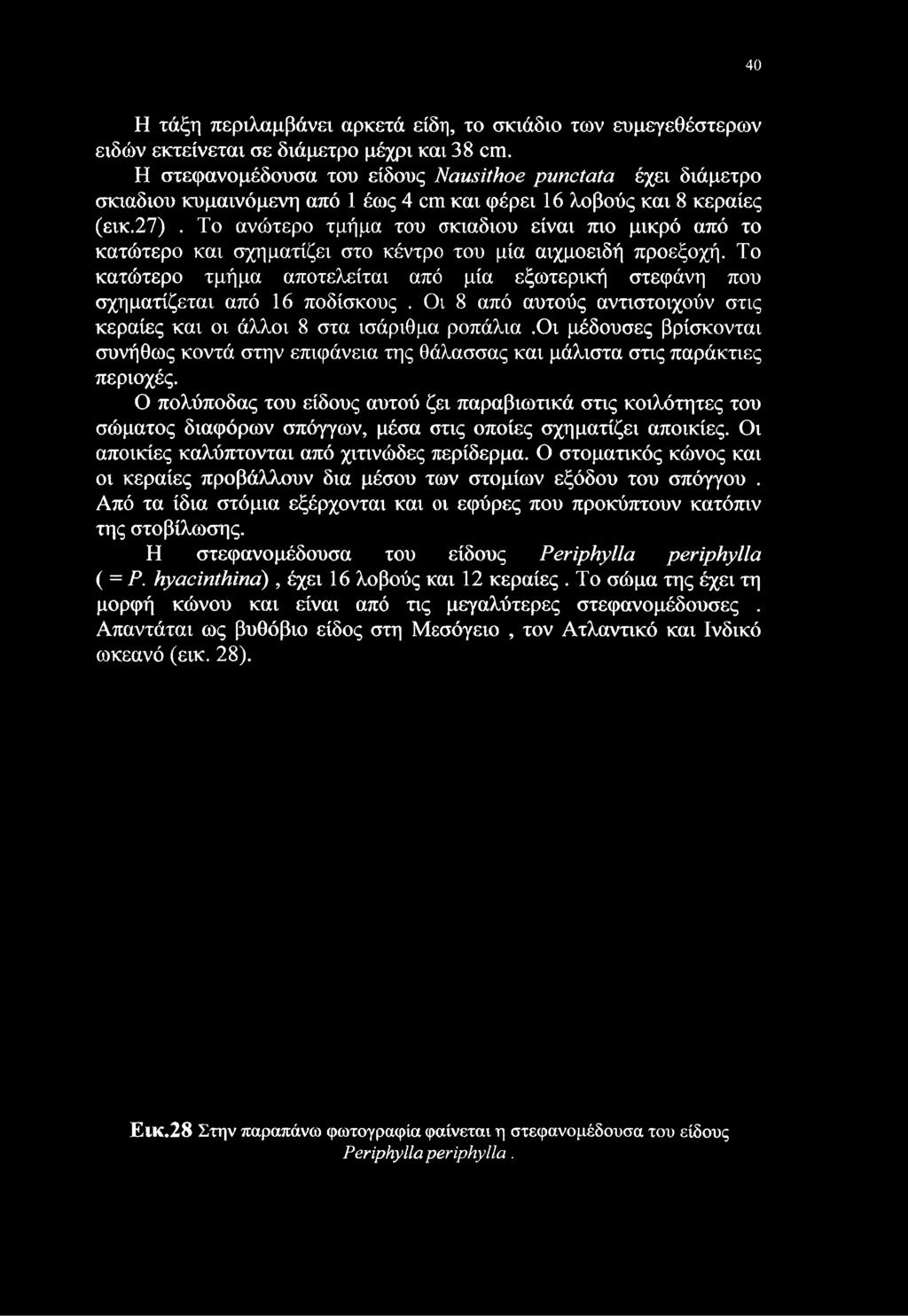 Το ανώτερο τμήμα του σκιαδιού είναι πιο μικρό από το κατώτερο και σχηματίζει στο κέντρο του μία αιχμοειδή προεξοχή.