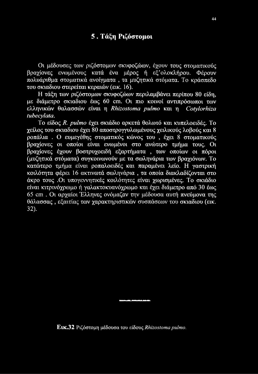 Οι πιο κοινοί αντιπρόσωποι των ελληνικών θαλασσών είναι η Rhizostoma pulmo και η Cotylorhiza tubecylata. Το είδος R. pulmo έχει σκιάδιο αρκετά θολωτό και κυπελοειδές.