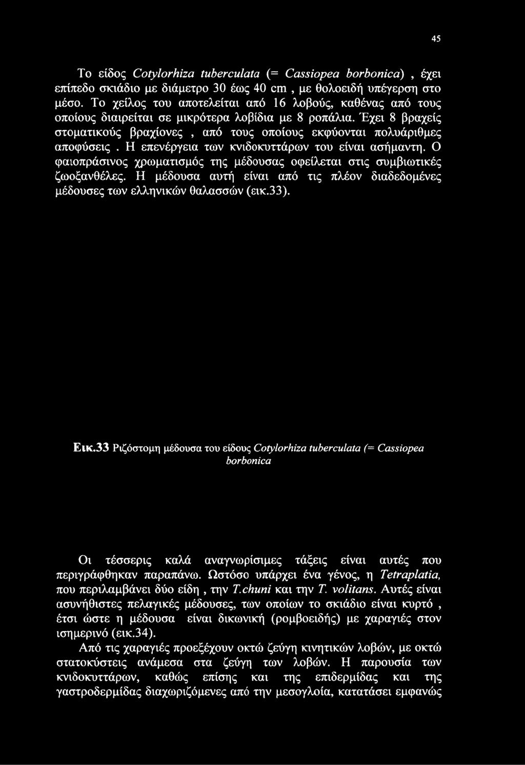 Η επενέργεια των κνιδοκυττάρων του είναι ασήμαντη. Ο φαιοπράσινος χρωματισμός της μέδουσας οφείλεται στις συμβιωτικές ζωοξανθέλες.