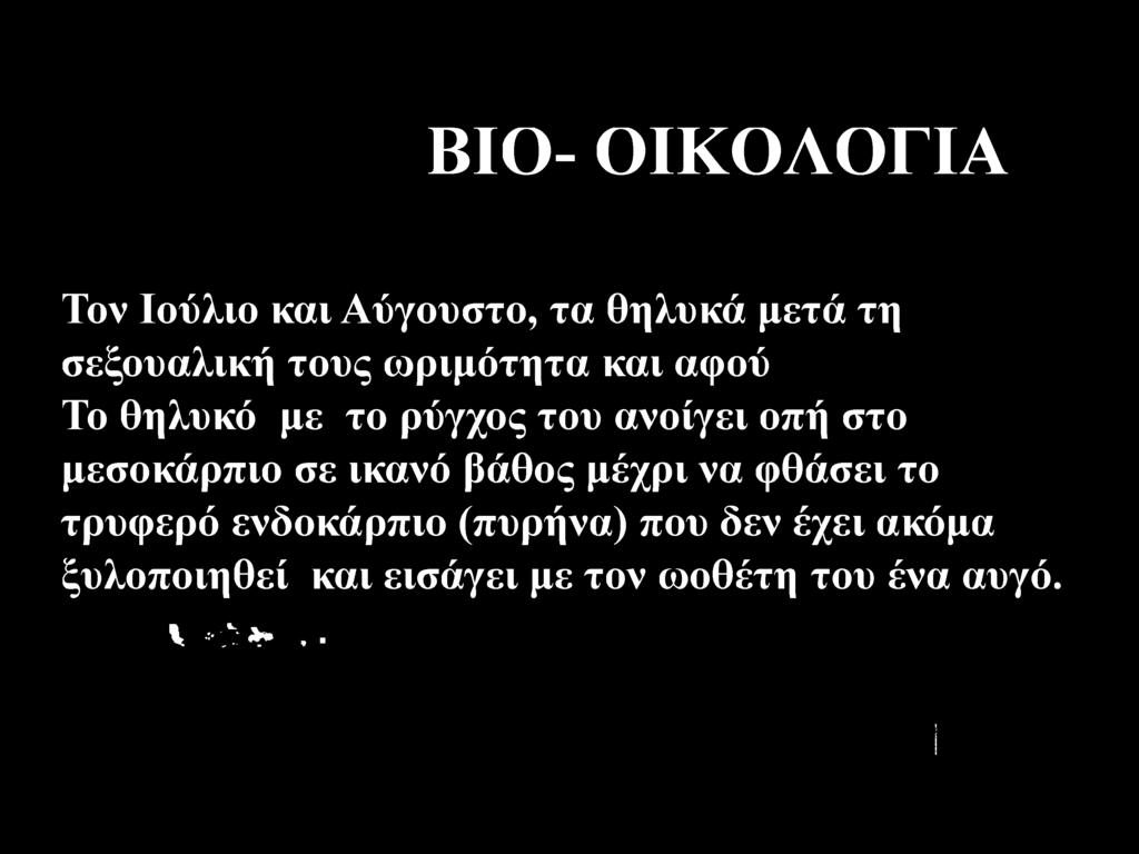 τρυφερό ενδοκάρπιο (πυρήνα) που δεν έχει ακόμα