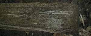 Η ξυλεία της πεύκης δέχτηκε επιθέσεις τερμιτών σε όλες τις πλευρές των δοκιμίων και ουσιαστικά τα δοκίμια είχαν αποδομηθεί.